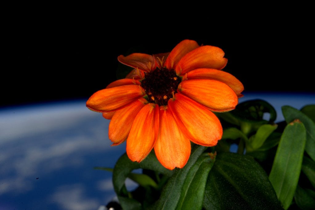 The+first+flower+ever+grown+entirely+in+space.