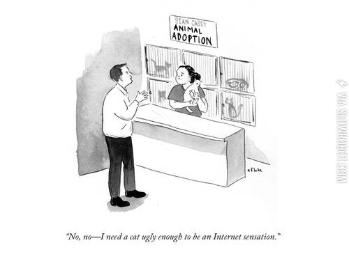 Cat+adoption.