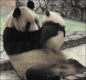 Pandas+are+the+cutest.