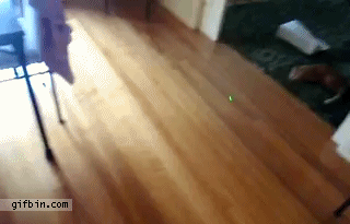 Cat+laser+bowling