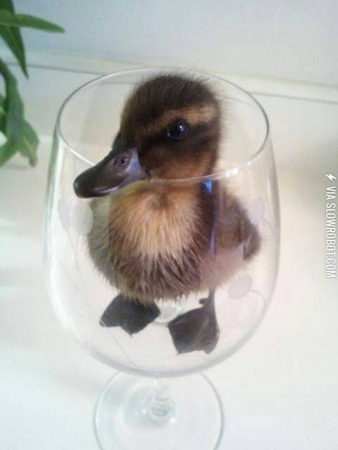 A+duck+in+a+cup