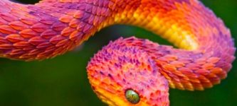 An+African+Bush+Viper+%26%238211%3B+Pretty+but+Venomous