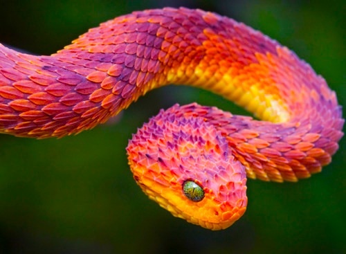 An+African+Bush+Viper+%26%238211%3B+Pretty+but+Venomous