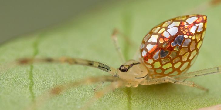 The+Mirror+Spider%2C+Thwaitesia+argentiopunctata