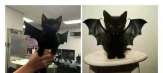 Batcat%2C+terror+of+the+night