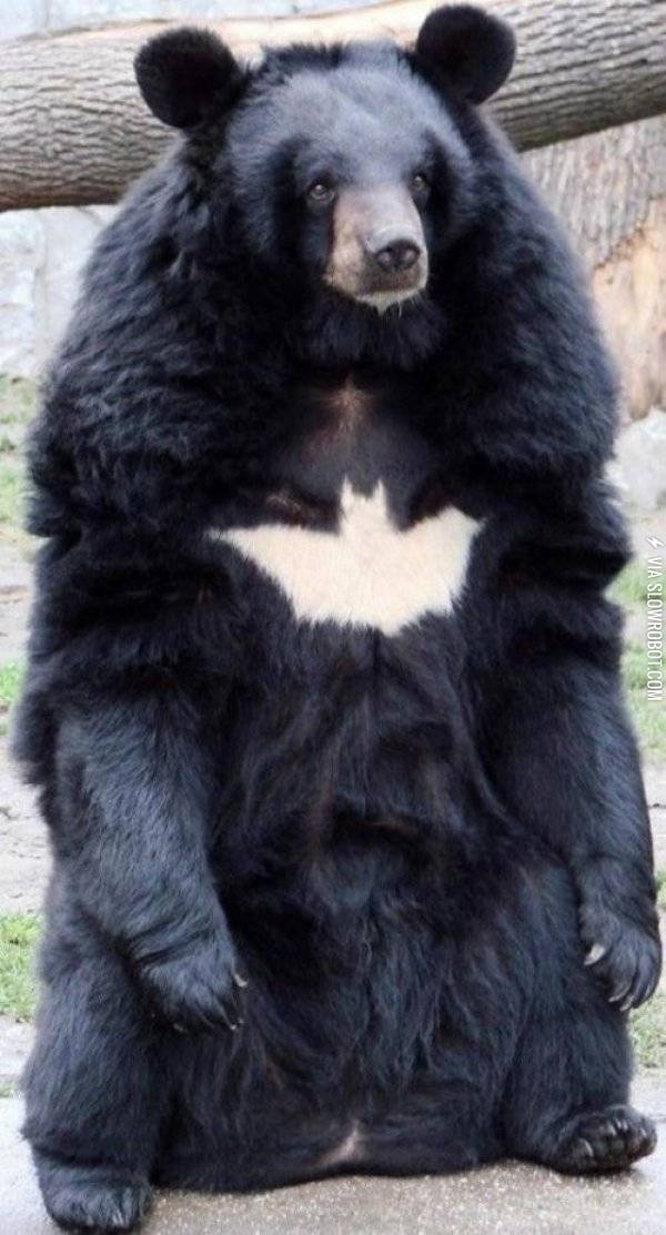 He%26%238217%3Bs+the+Bear+Gotham+deserves%2C+but+not+the+one+it+needs