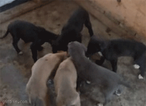 Puppy+flip%21%21+funny%21%21