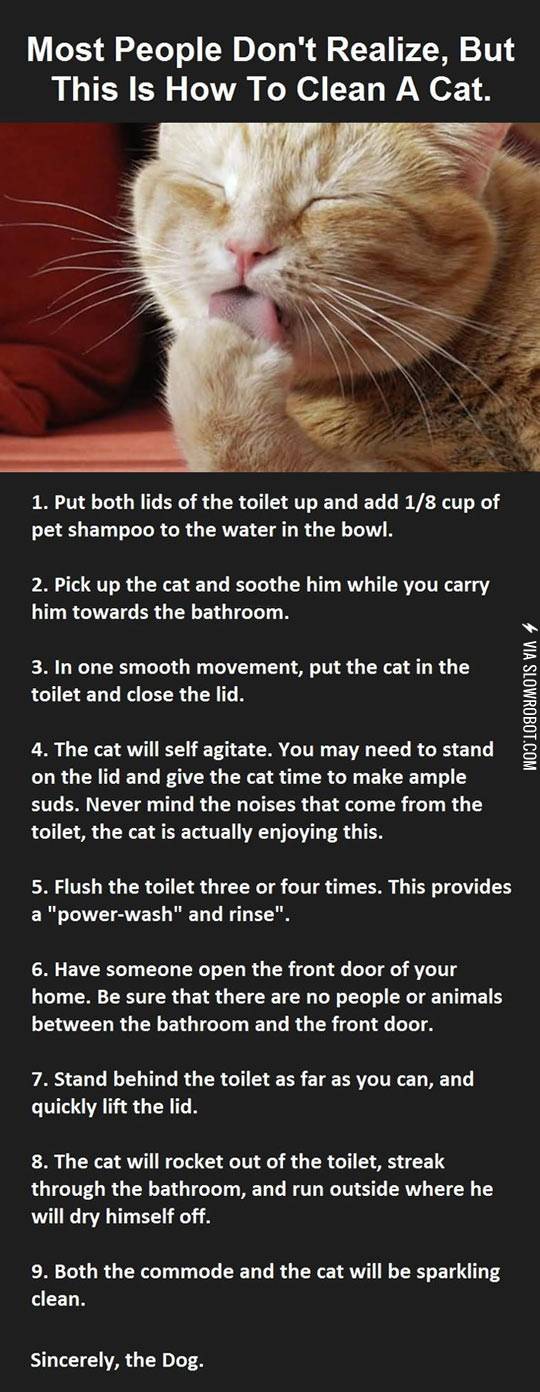How+to+clean+the+cat.