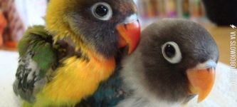 Baby+Parrots