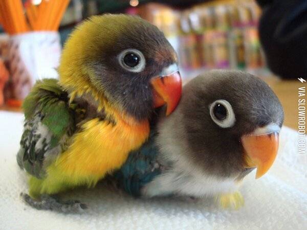 Baby+Parrots