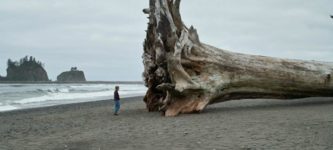 Giant+redwood+on+the+beach