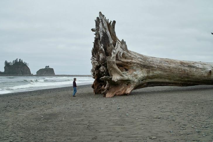 Giant+redwood+on+the+beach