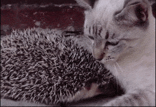Cats+love+prickle+pillows
