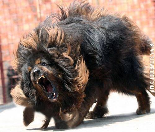The+tibetan+mastiff+can+turn+into+a+bear.++Your+argument+is+invalid.