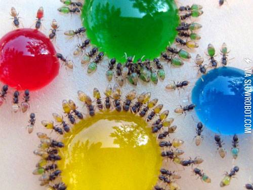 colorful+ants