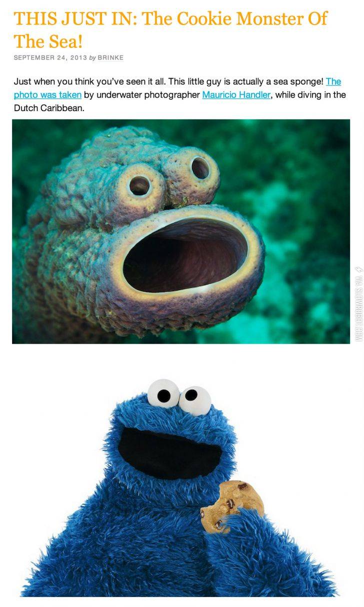 The+cookie+monster+of+the+sea.