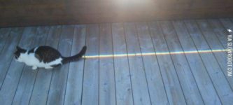 Nyan+Cat+sighted