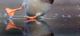 A+duck+landing+on+a+frozen+pond