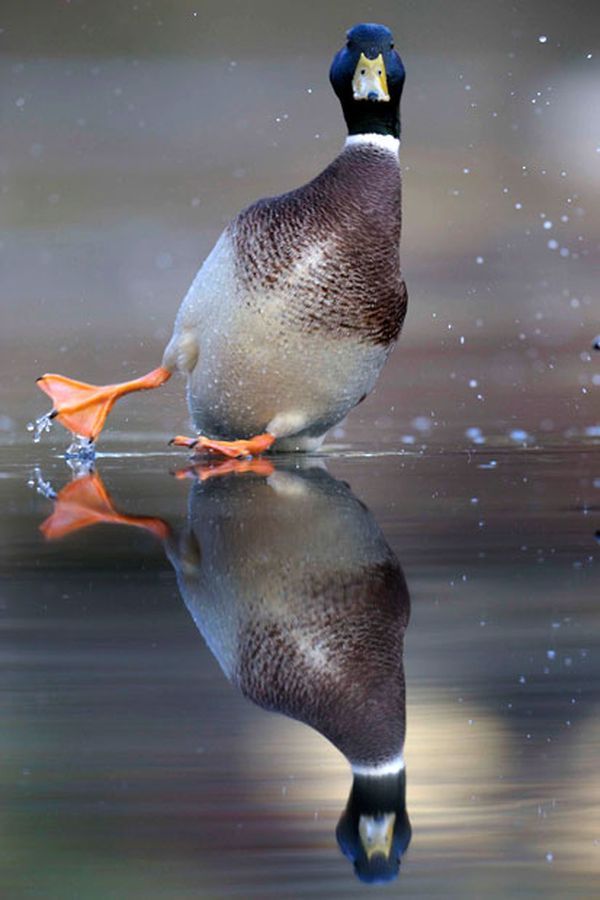A+duck+landing+on+a+frozen+pond