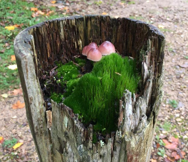 A+magical+world+in+an+old%2C+wooden+post.