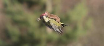 I+think+a+weasel+is+riding+a+bird