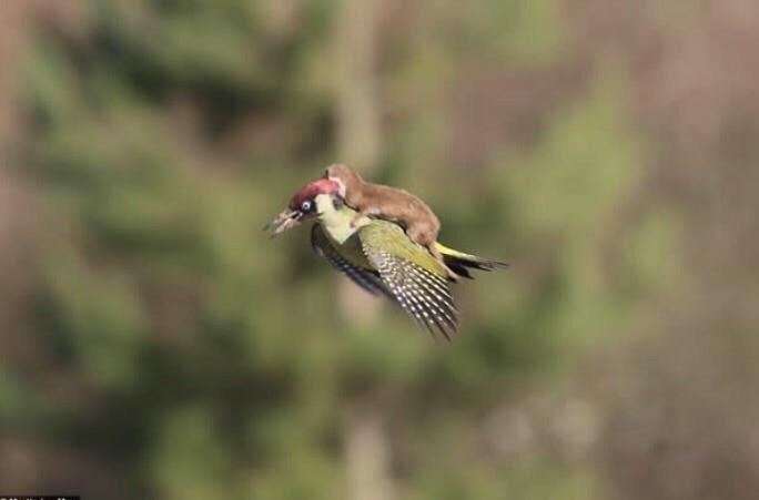 I+think+a+weasel+is+riding+a+bird