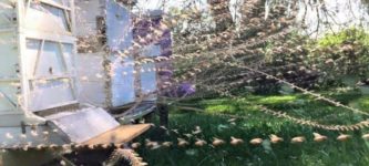 Time+lapse+Photo+of+a+Beehive.