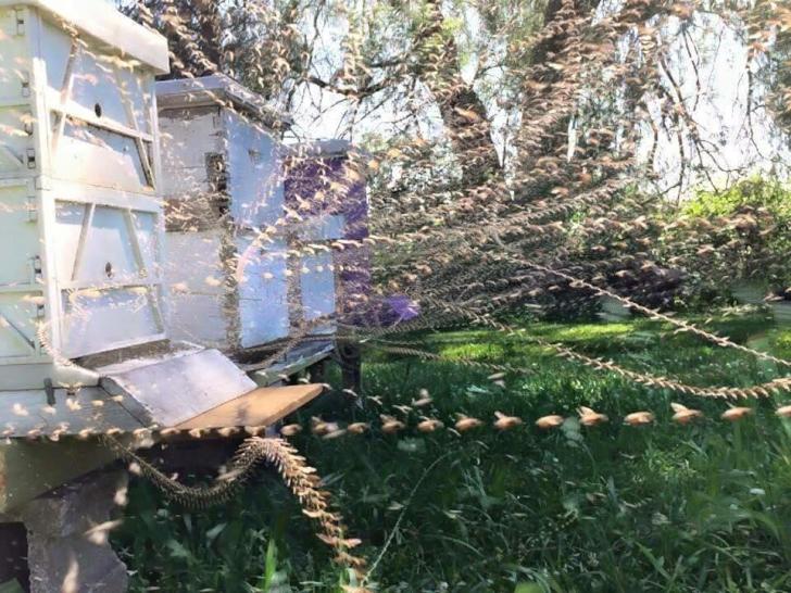 Time+lapse+Photo+of+a+Beehive.