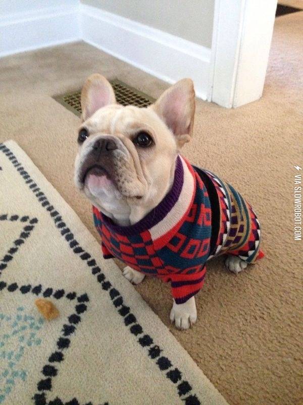 We+found+our+Frenchie+an+amazing+Cosby+sweater