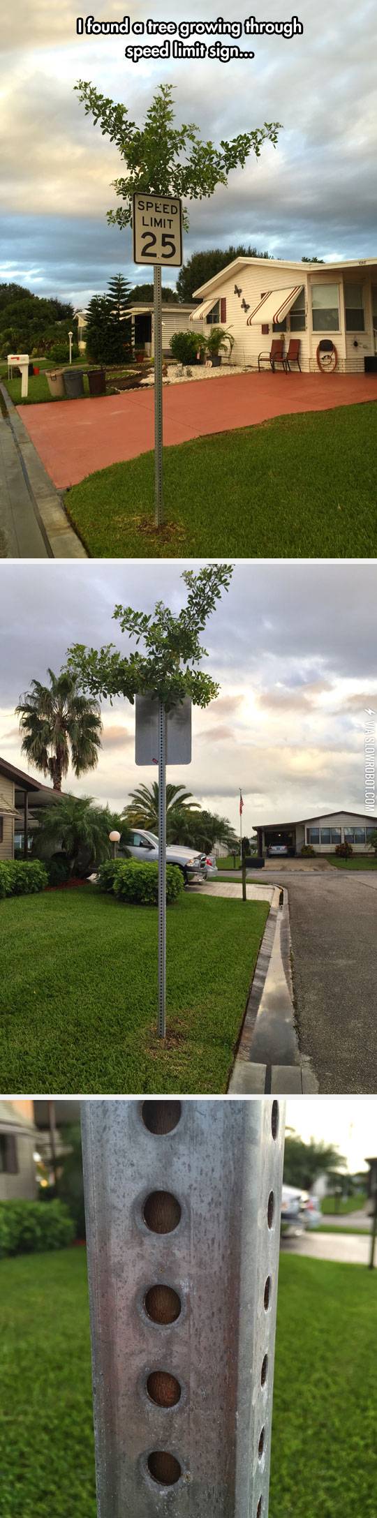 A+tree+growing+through+a+speed+limit+sign.