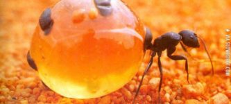 Honeypot+Ant