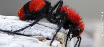 A+Velvet+Ant