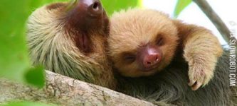 Sloth+Snuggles