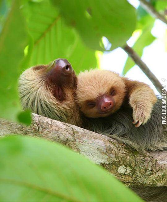Sloth+Snuggles