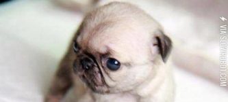 Tiny+teacup+pug