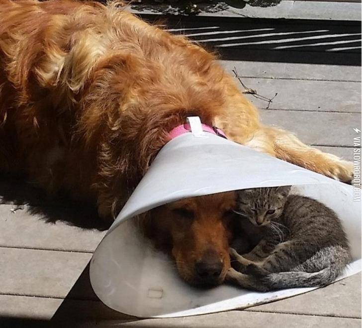 Making+the+cone+of+shame+a+little+less+shameful