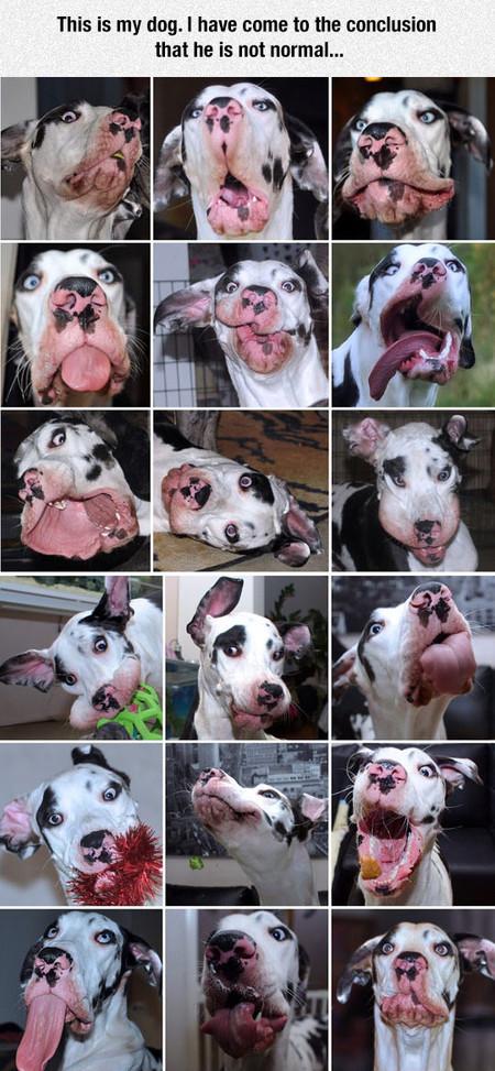 My+Dog+Is+Not+Normal