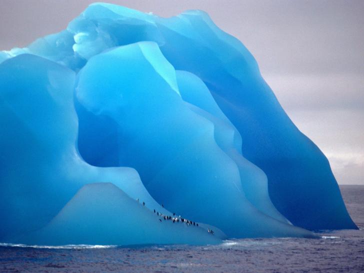 Penguins+on+blue+ice