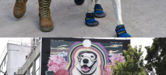Frida+the+rescue+dog+now+has+her+own+mural+in+Mexico+City.