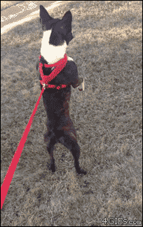 Boston+Terriers+are+evolving