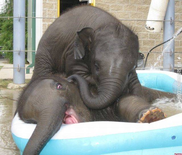 Bath+time+with+elephants.