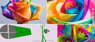 How+To+Make+Colorful+Roses