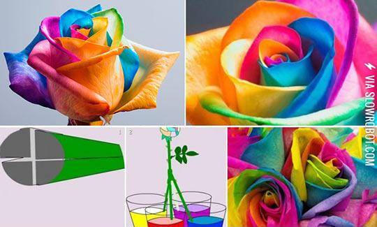 How+To+Make+Colorful+Roses