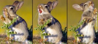 Photographer+caught+a+baby+bunny+trying+to+eat+a+thistle