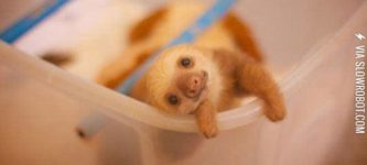 The+Cutest+Baby+Sloth+In+Existence