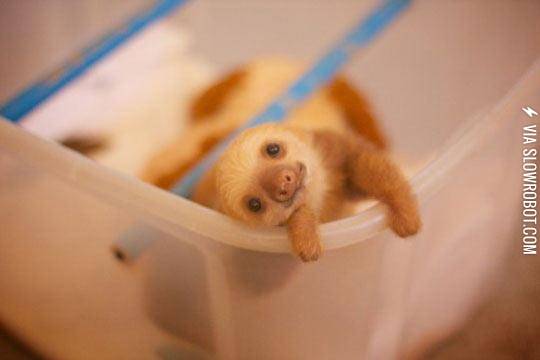 The+Cutest+Baby+Sloth+In+Existence