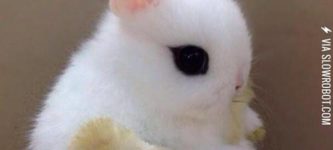 This+bunny+looks+like+a+marshmallow+with+eyes%21%21