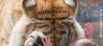 Tiger+Makes+Adorable+Connection+With+Tiny+Human