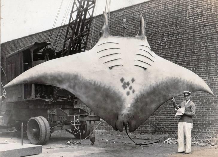 5%2C000+pound+great+manta+caught+in+1933%2C+New+Jersey