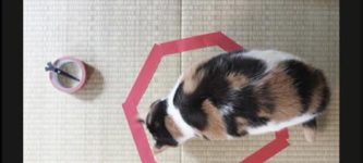 Cats+like+circles.